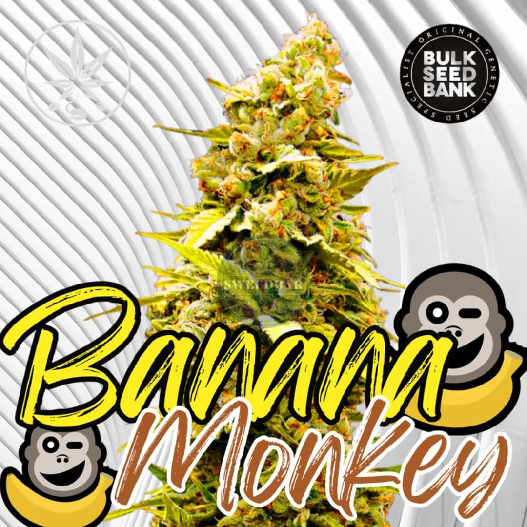 Banana Monkey – 6 Stück