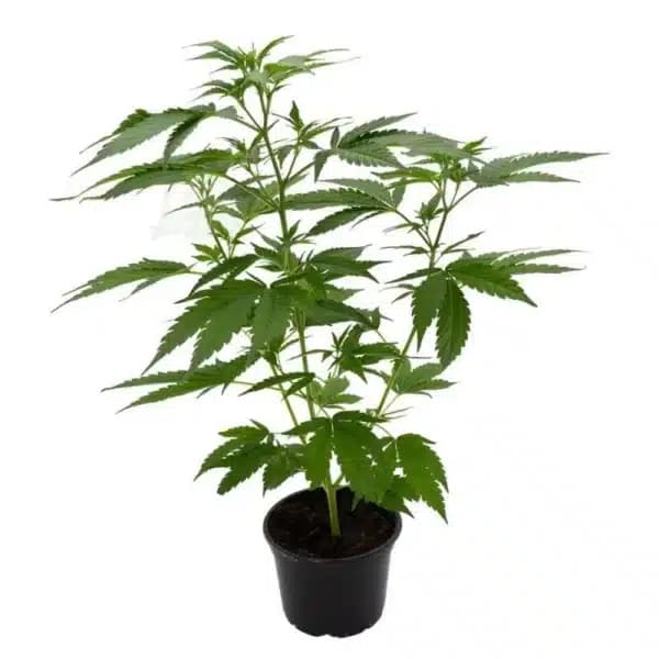 Tropical Gelato – Premium Hanfsteckling